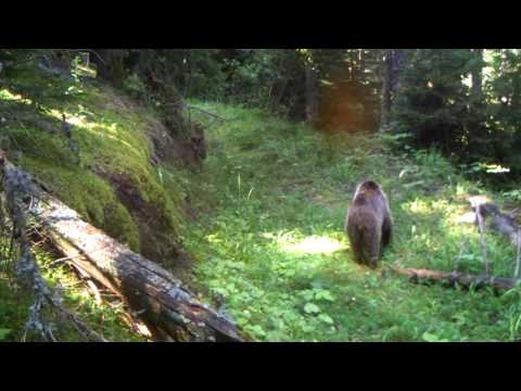 დათვი ბორჯომ-ხარაგაულის ეროვნულ პარკში | Borjomi-Kharagauli National Park